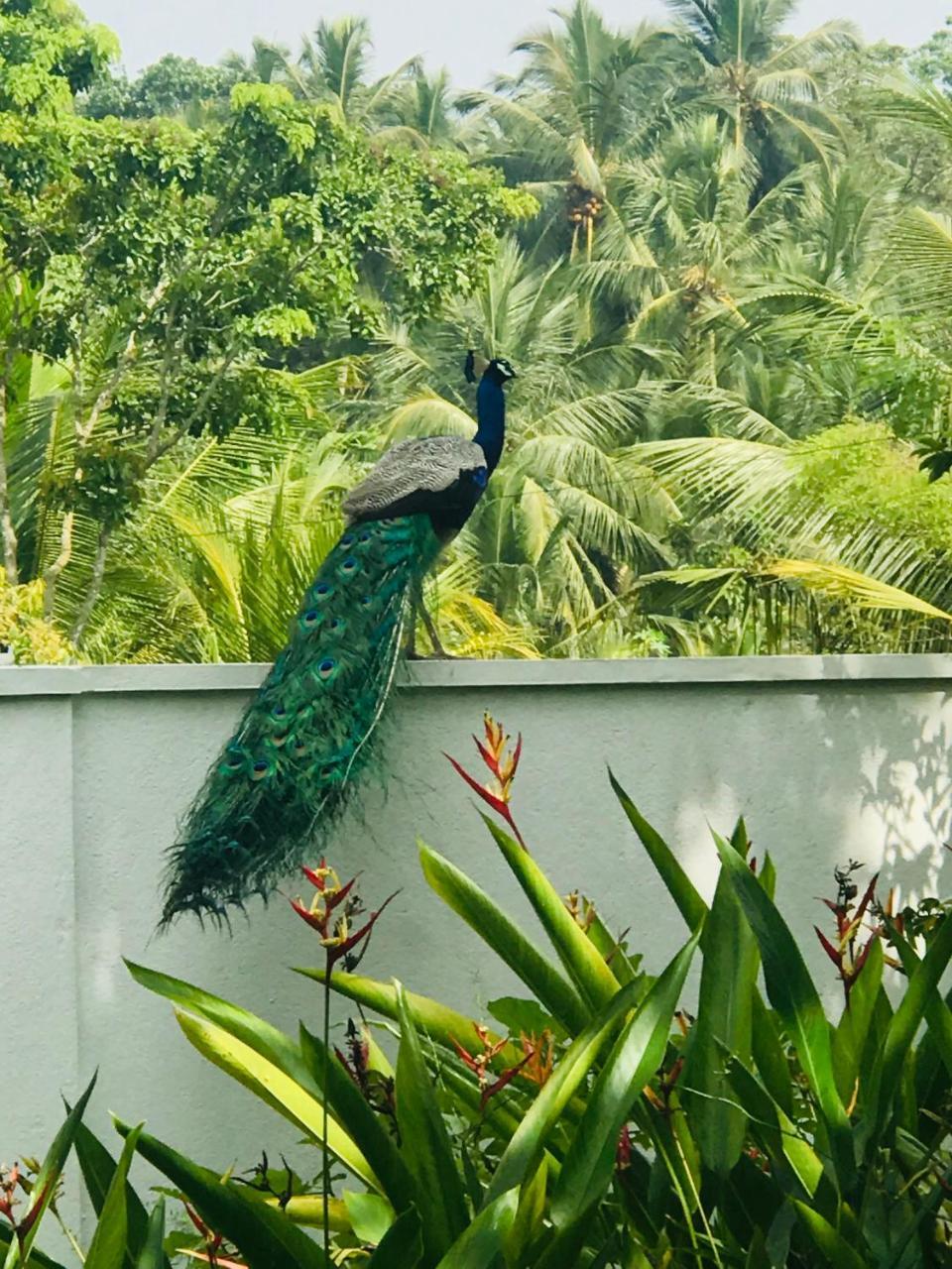 Villa Green White Unawatuna Kültér fotó